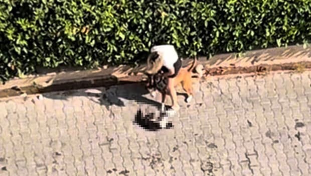 Adana'da pitbull, ağızlıksız kediye saldırdı; sahibi polisi aramamaları için yalvardı