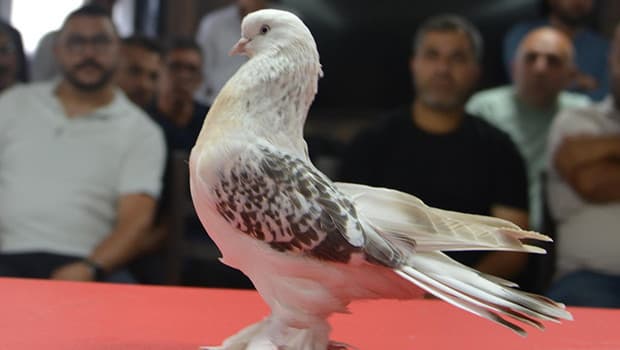 Şebap güvercinleri Erzurum'da sergilendi, fiyatları dikkat çekti