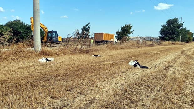 Tekirdağ'da elektrik akımına kapılan 30 leylek hayatını kaybetti