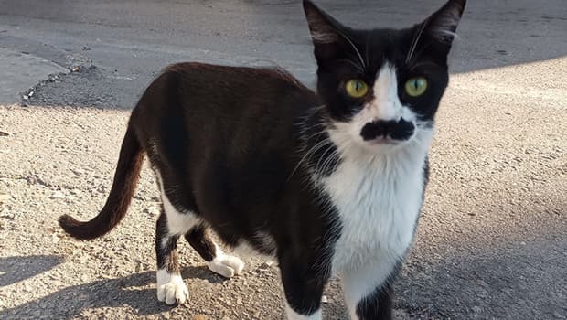 Pala bıyıklı kedi Samsun'da ilgi odağı oldu
