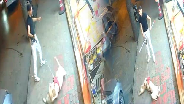 İstanbul'da doberman, mahalledeki kediye saldırarak ölümüne neden oldu