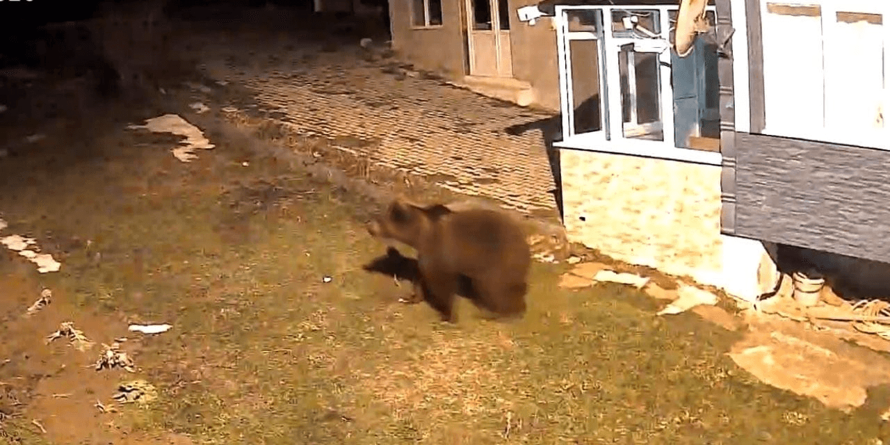 Samsun'da evin bahçesine giren ayı kamerada