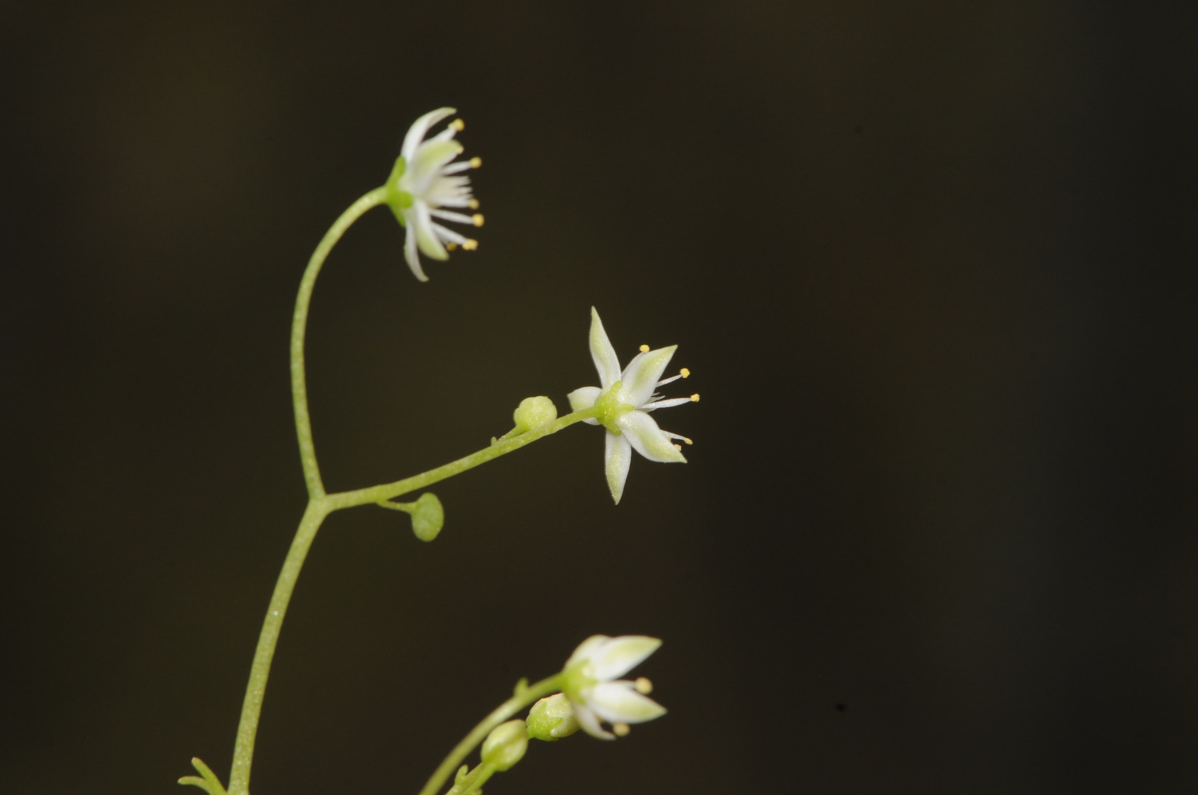 İzmir'de endemik bitki türü keşfedildi