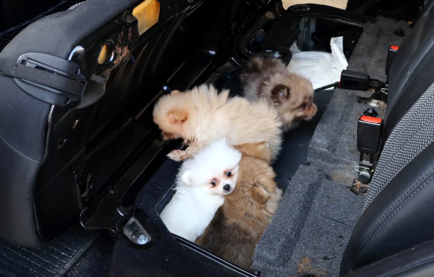 Kapıkule'de yasa dışı sokulmaya çalışılan yavru Pomeranian köpekler bulundu