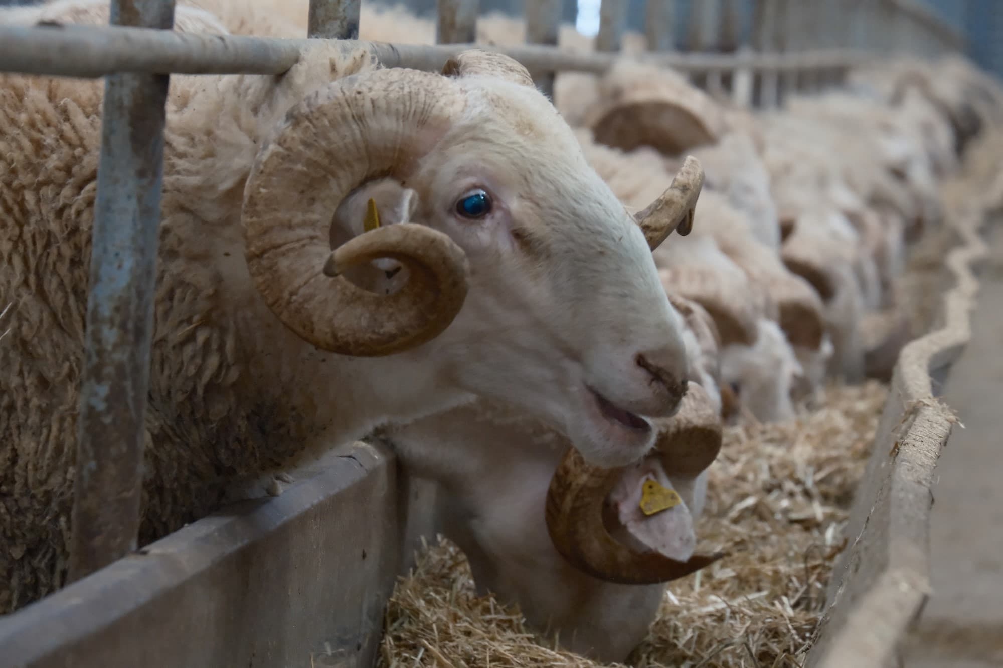 Türkiye'nin en pahalı koçları satışa çıkıyor. İhale düzenleniyor, rekor fiyatlar havada uçuyor