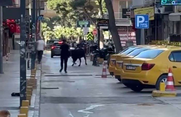 İzmir'de kaçan dana vatandaşlara korku dolu anlar yaşattı