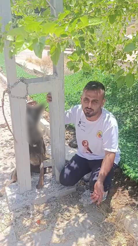 Hatay'da köpek zehirlenip elektrik direğine asıldı