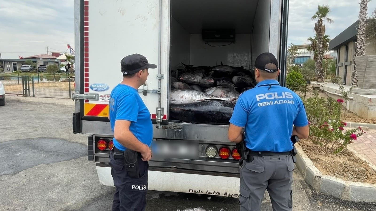 İzmir'de iki araçta 3 ton kaçak orkinos yakalandı