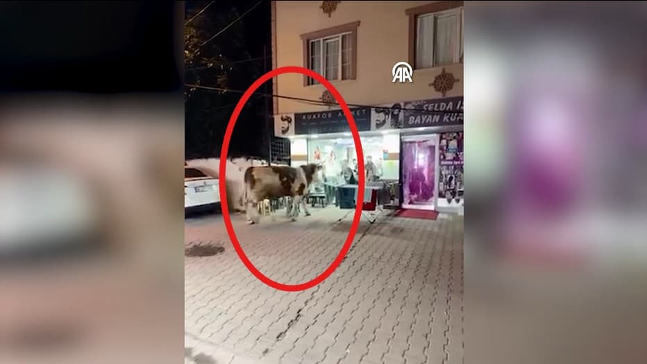 Sultanbeyli'de kaçan kurbanlık kuaför salonuna girdi