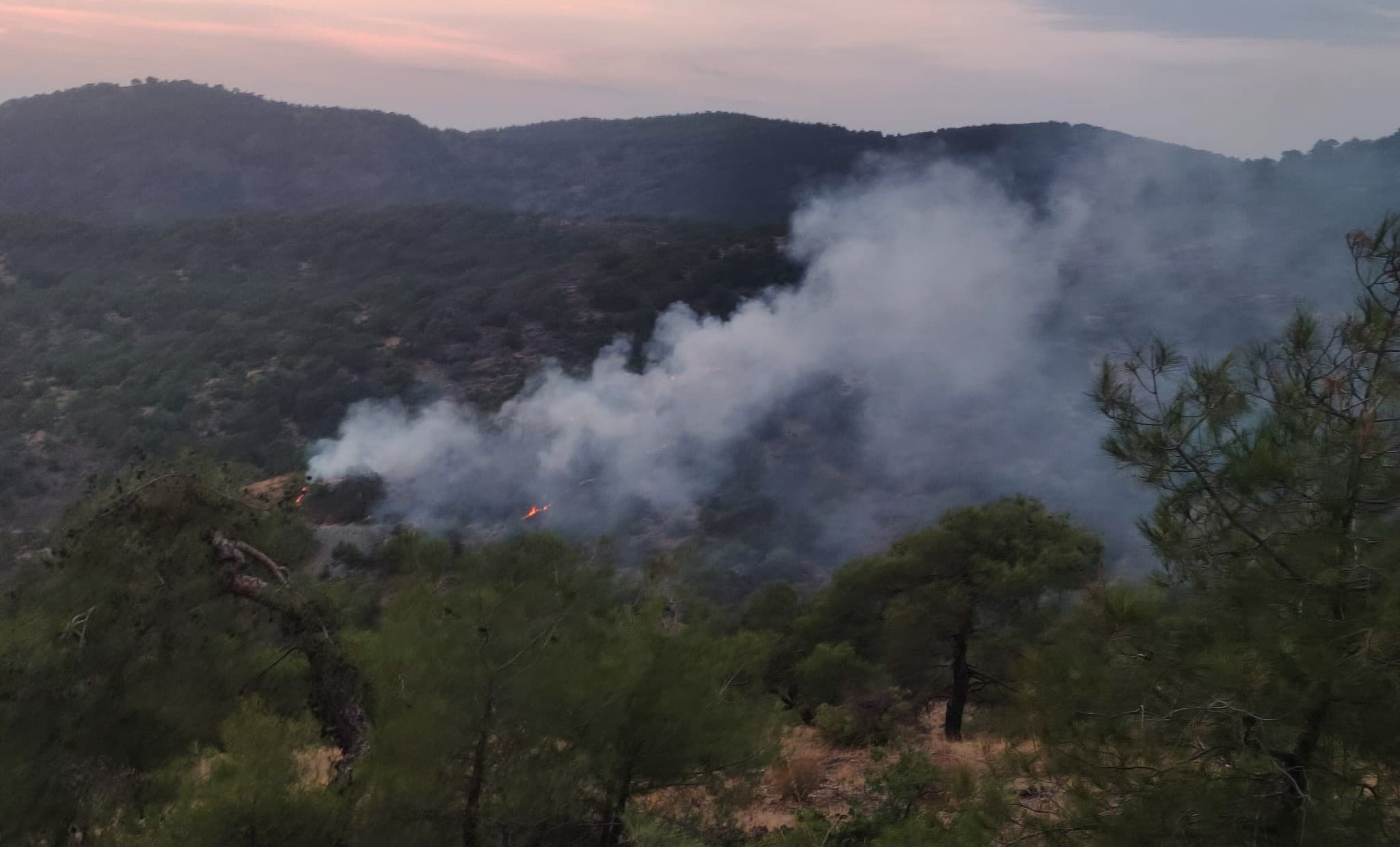 Gaziantep'te orman yangını kontrol altına alındı, 4 dönüm zarar gördü