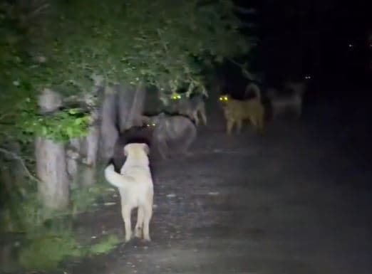 Başıboş köpekler ayılarla karşılaştı