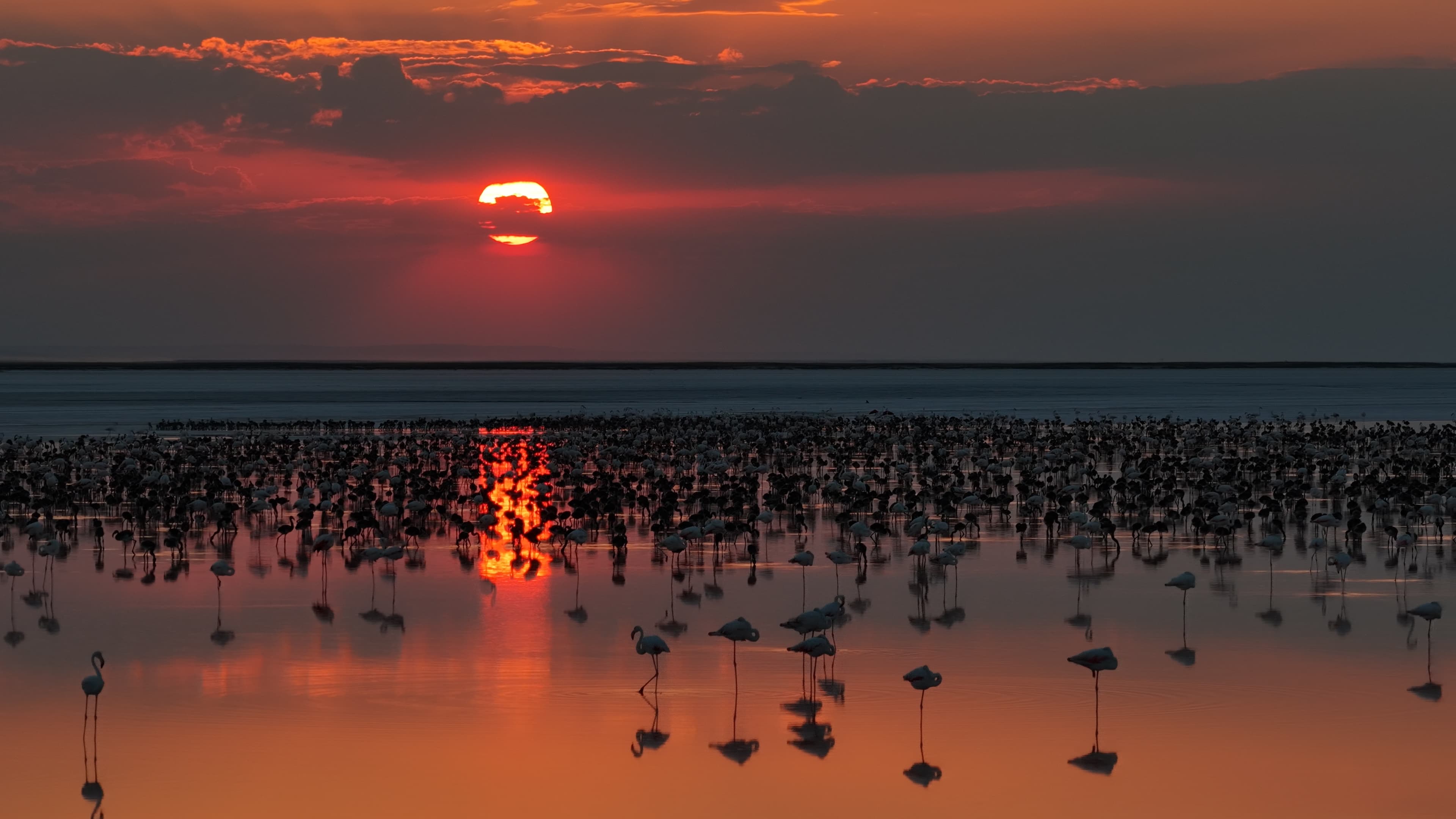 Tuz Gölü'nde 12 bin 800 flamingo yavrusu kuluçkadan çıktı