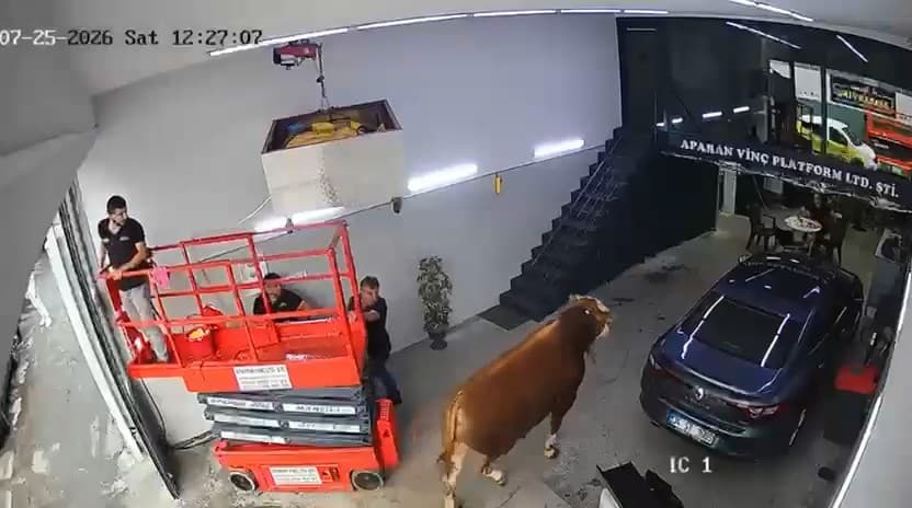 Kaçan boğa sanayi sitesindeki dükkana girdi