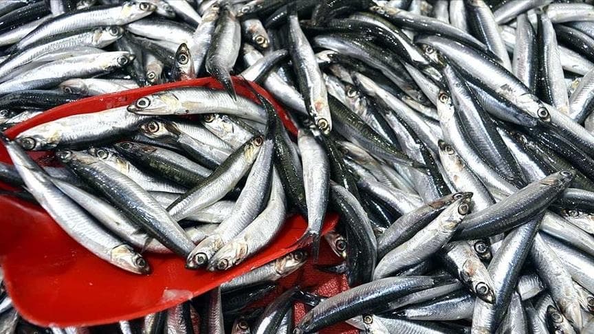 Hamsi bolluğu palamutu geride bıraktı