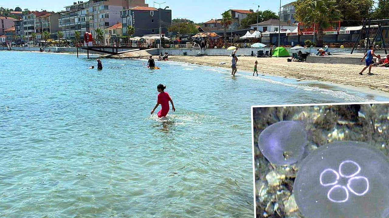 Marmara Denizi'nde denizanası popülasyonu artıyor