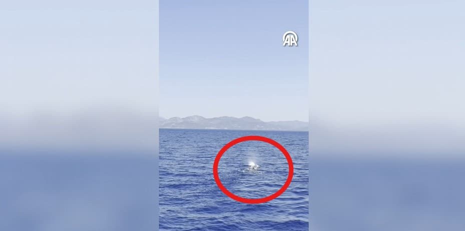 Fethiye açıklarında bir balina görüntülendi