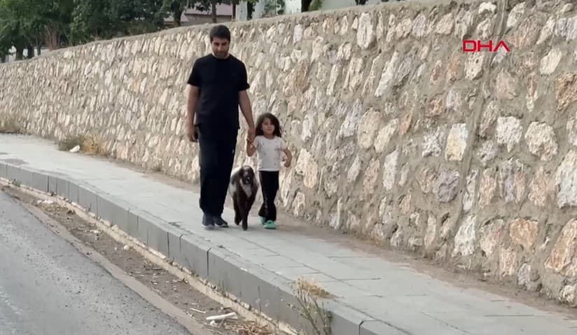 Annesiz kuzuya sahip çıkan İsa Camiye, biberonla bakıyor