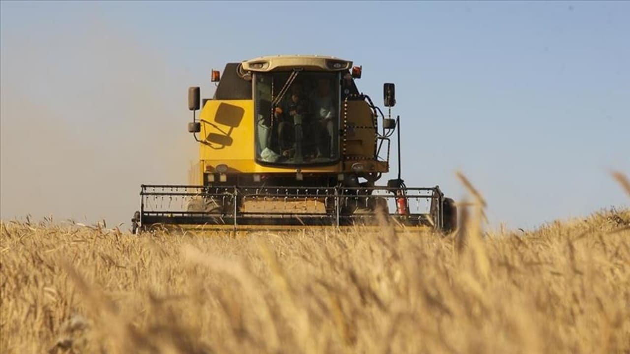 TMO buğday ve arpa alımlarına 21 Mayıs'ta başlıyor