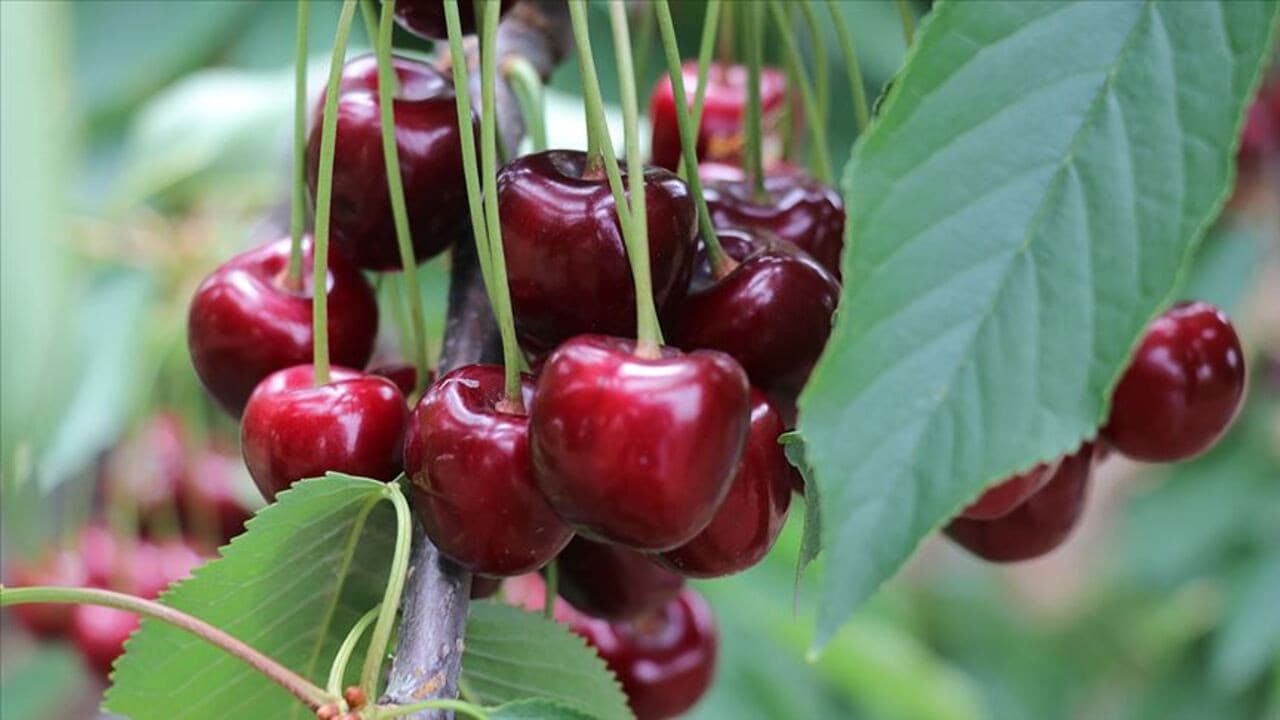 Yılın ilk kirazı satışa çıktı: Kutusu 495 bin TL