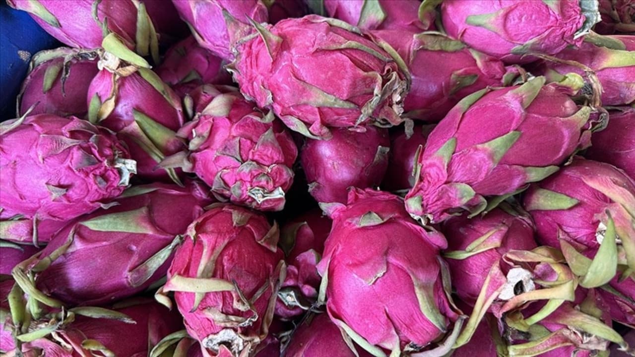 Tropik hamle meyvesini verdi: Sekiz yeni çeşit tarım ekonomisine kazandırıldı