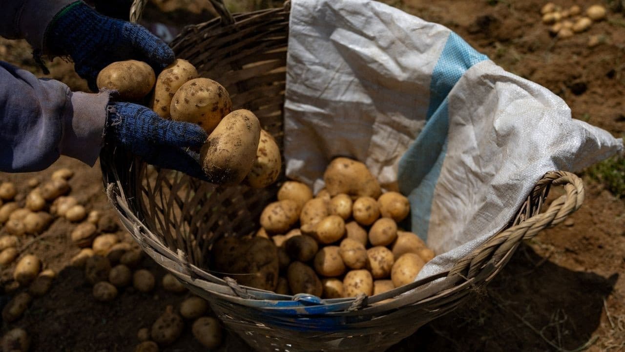 Gübre krizi patates fiyatlarını artırdı