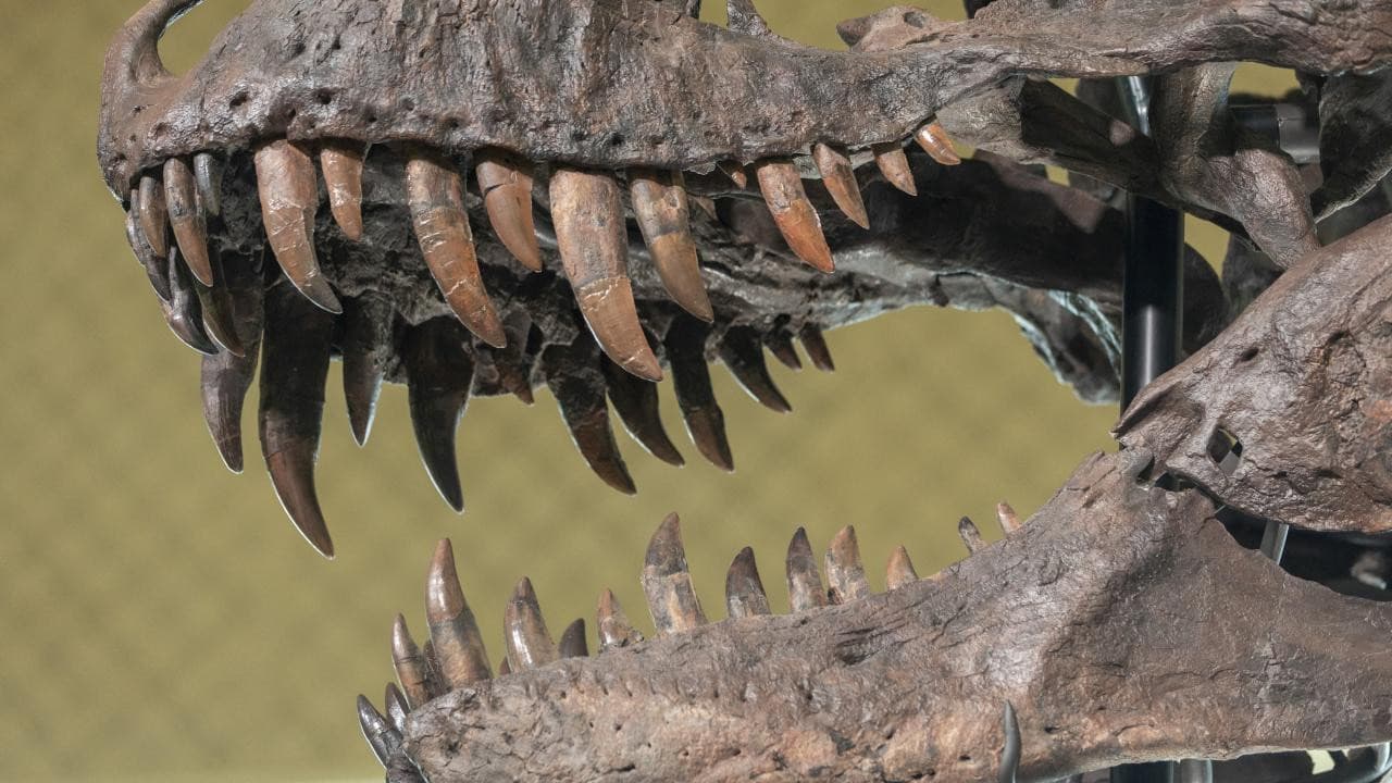 T-rex iskeleti 50,1 milyon dolara satıldı, en pahalı dinozor fosili oldu