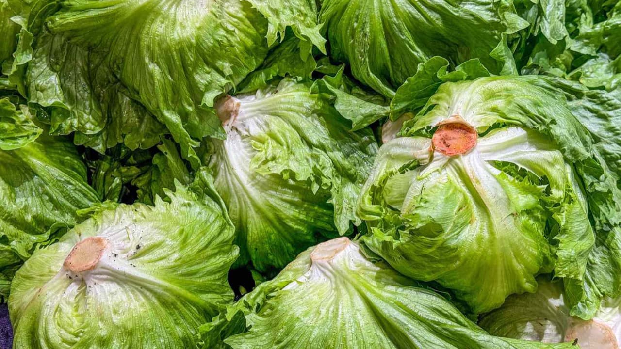 ABD'de marul kaynaklı Cyclospora salgını 9 eyalete yayıldı