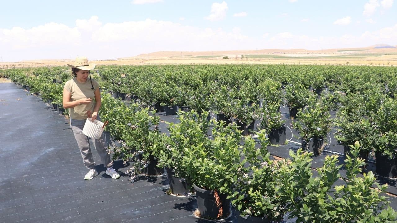 Kayseri'de yaban mersini saksıda yetiştiriliyor