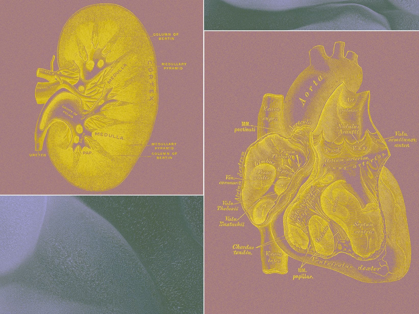 A Billionaire-Backed Startup Wants to Grow 'Organ Sacks' to Replace Animal Testing