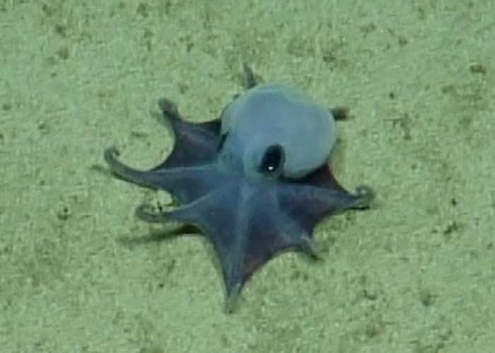 New Tiny Octopus Species Identified in the Galápagos Islands