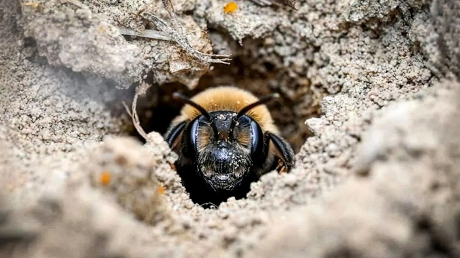 A New York Cemetery Hosts One of the Largest Bee Colonies for Over a Century