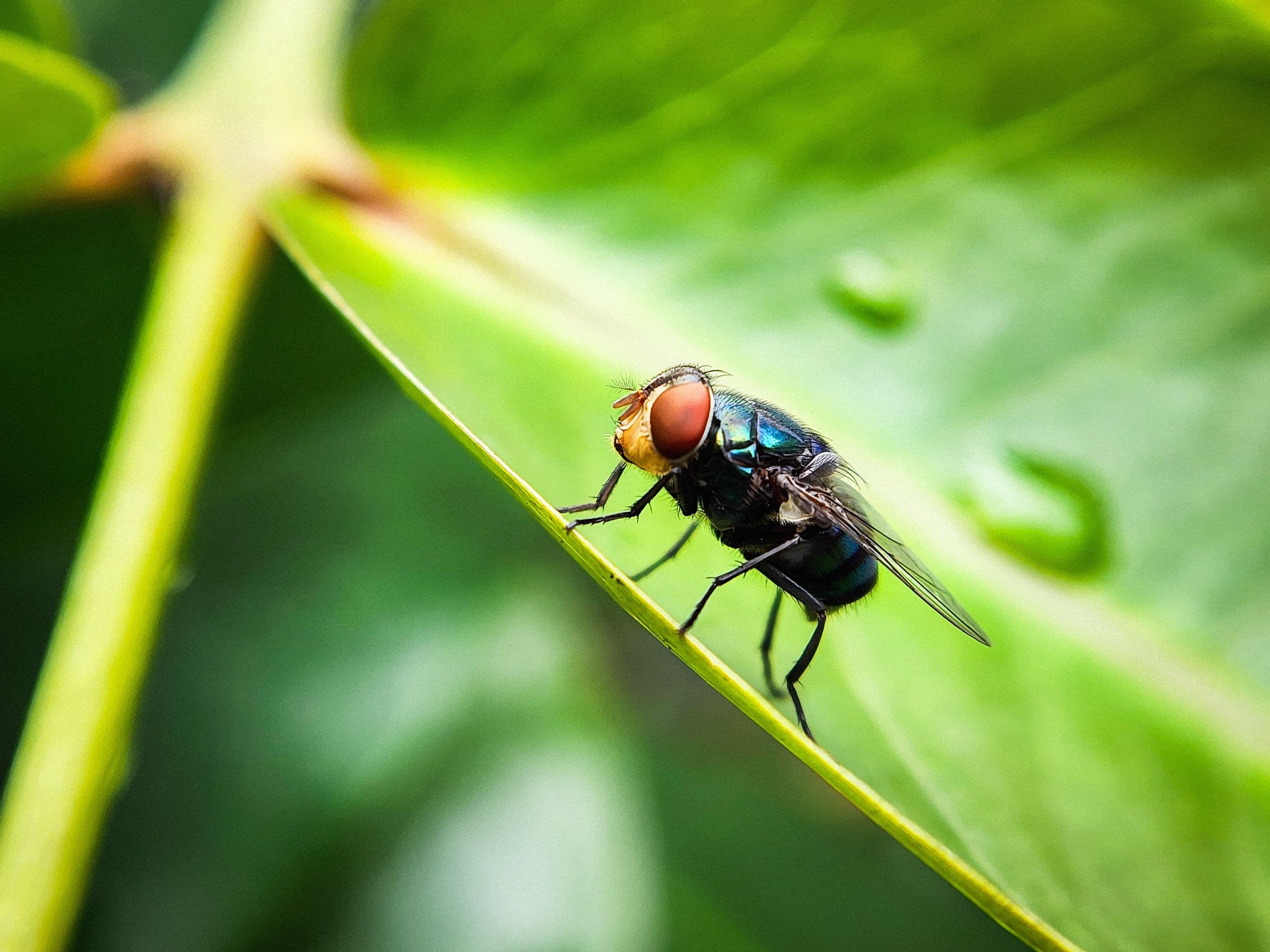 The US Has a Plan to Combat Screwworm. It Involves a Lot More Flies