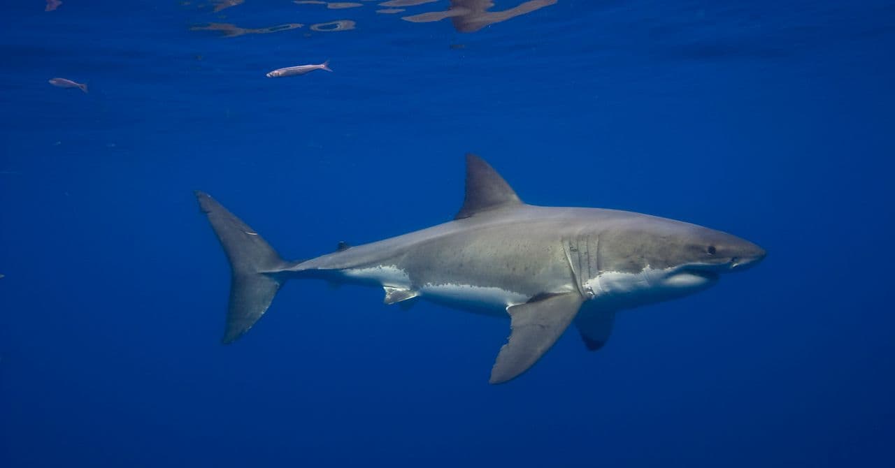 Great White Sharks Have Long Existed in the Mediterranean, Yet Sightings Remain Rare