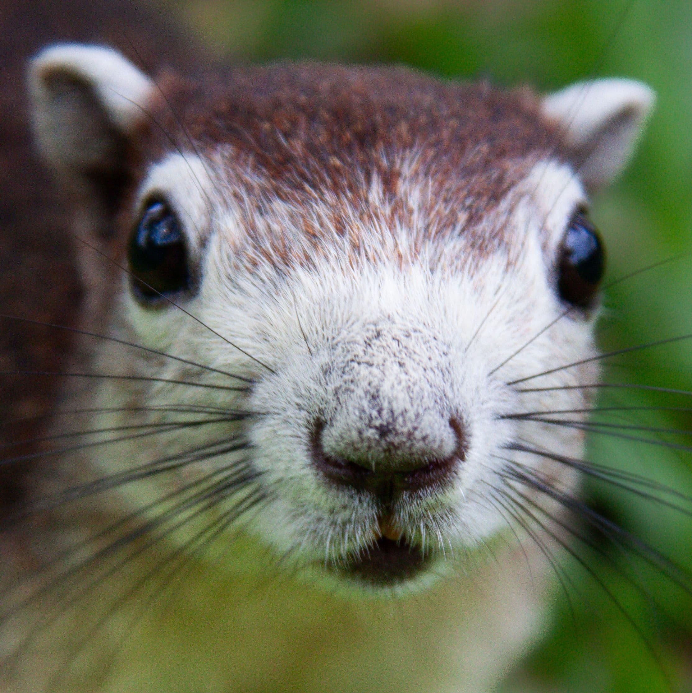 Rogue Squirrel Temporarily Disrupts Operations at Meta's Bangkok Office