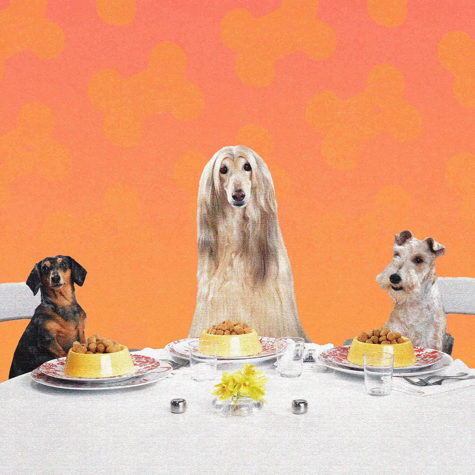 More Dog Owners Are Preparing Home-Cooked Meals for Their Pets