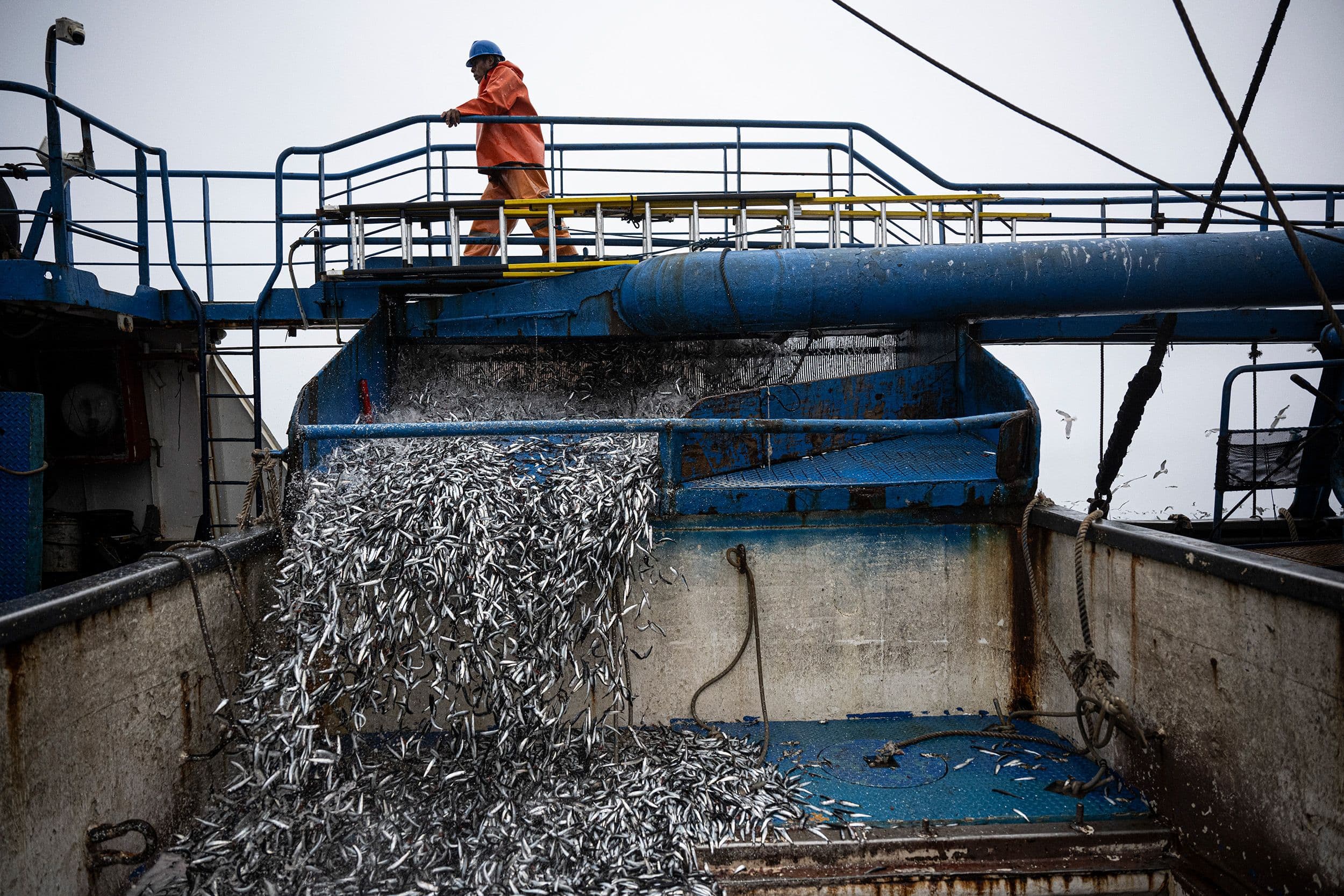 El Niño Disrupts Pacific Fisheries, Impacting Industry Variably