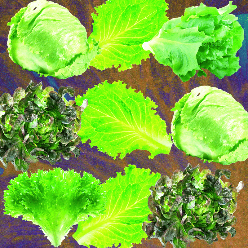 Lettuce Linked to Ongoing Cyclospora Diarrhea Outbreaks