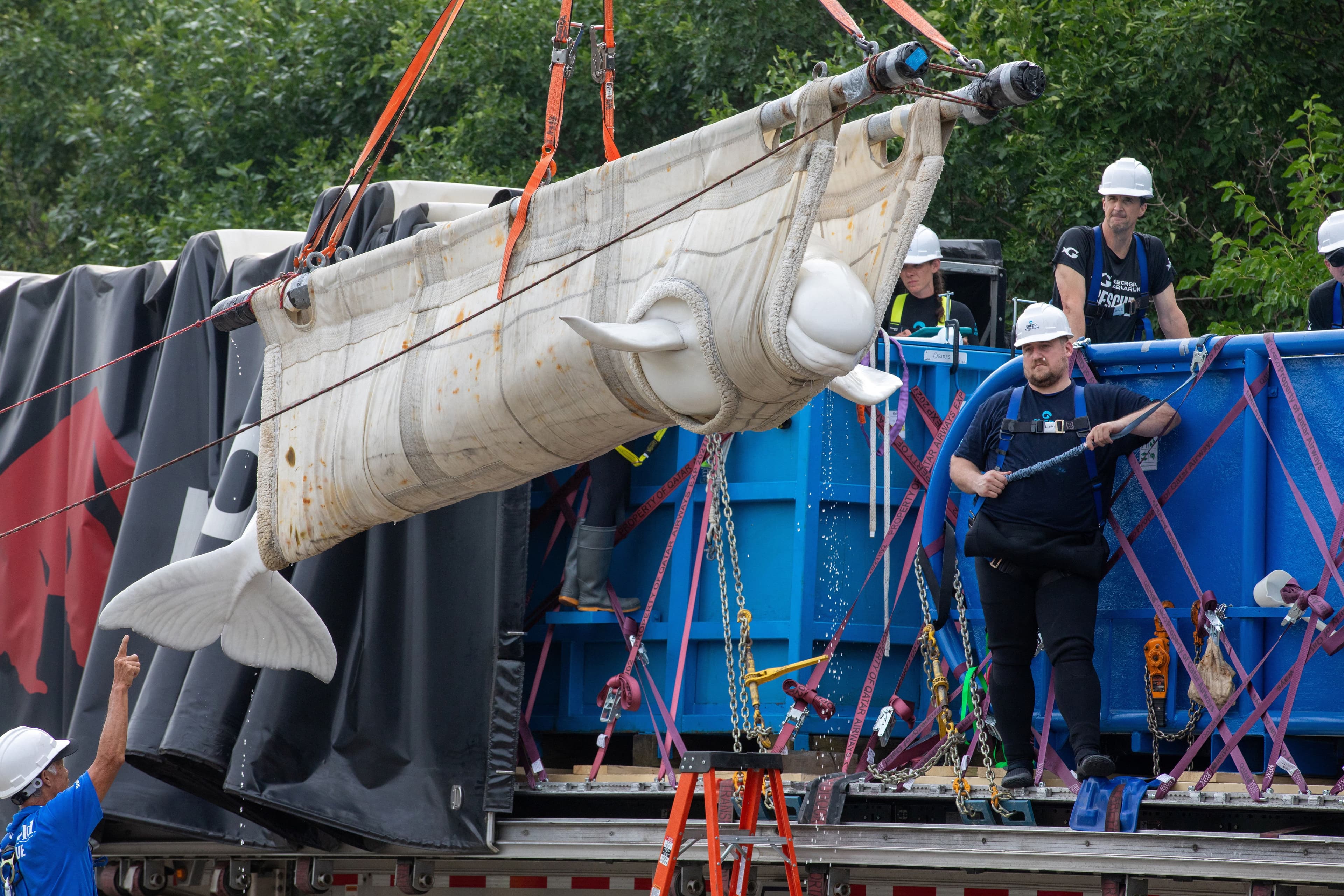 Rescue Operation Saves Four Beluga Whales from Euthanasia in Chicago