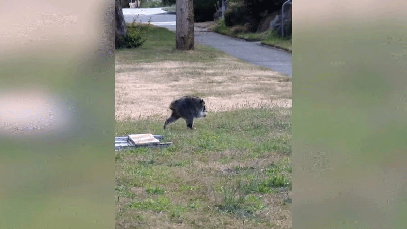 Urban Wildlife Biologists Warn Against Getting Attached to Jimothy the Raccoon