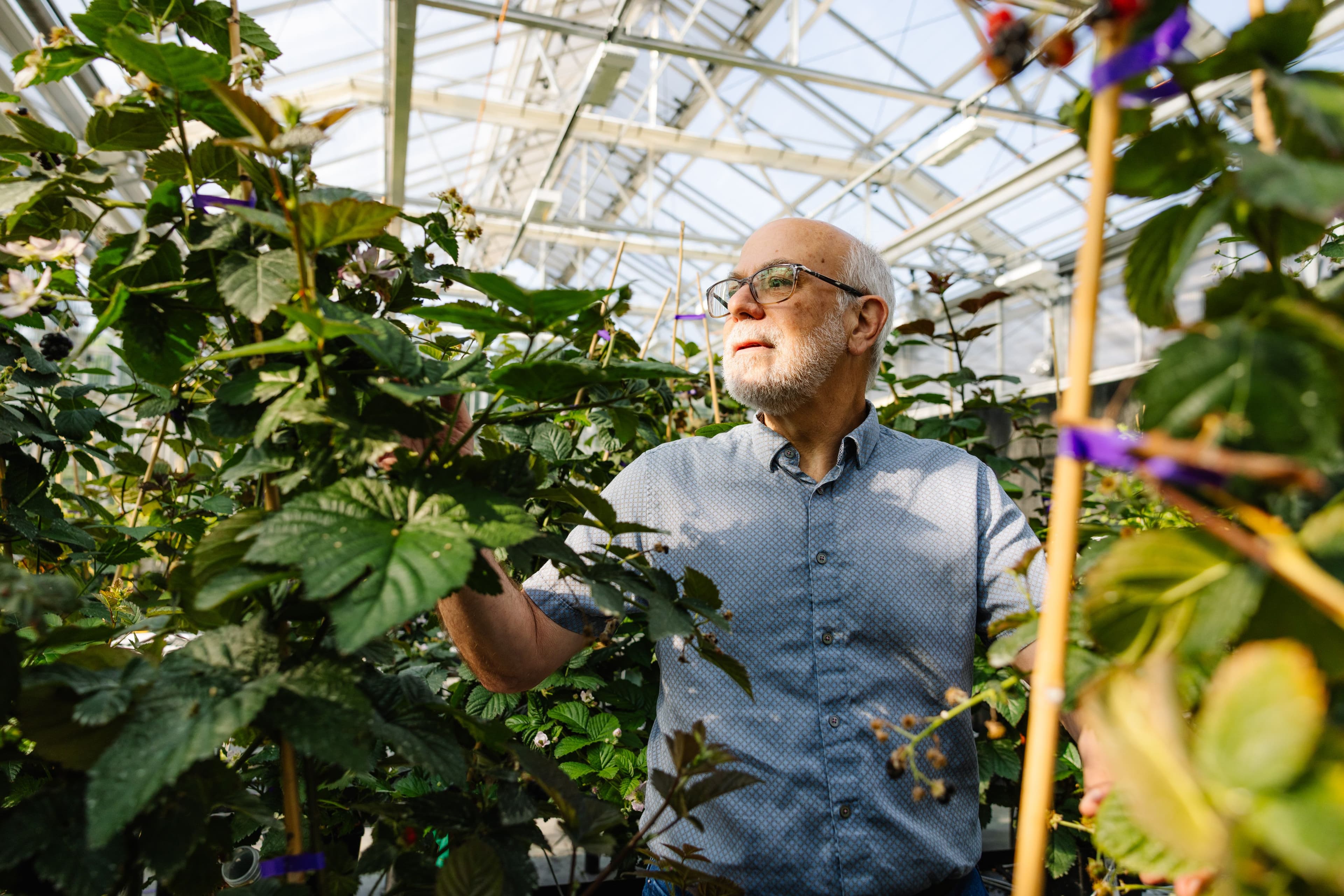 Innovative Seedless Blackberries and Cherries Aim to Transform Agriculture