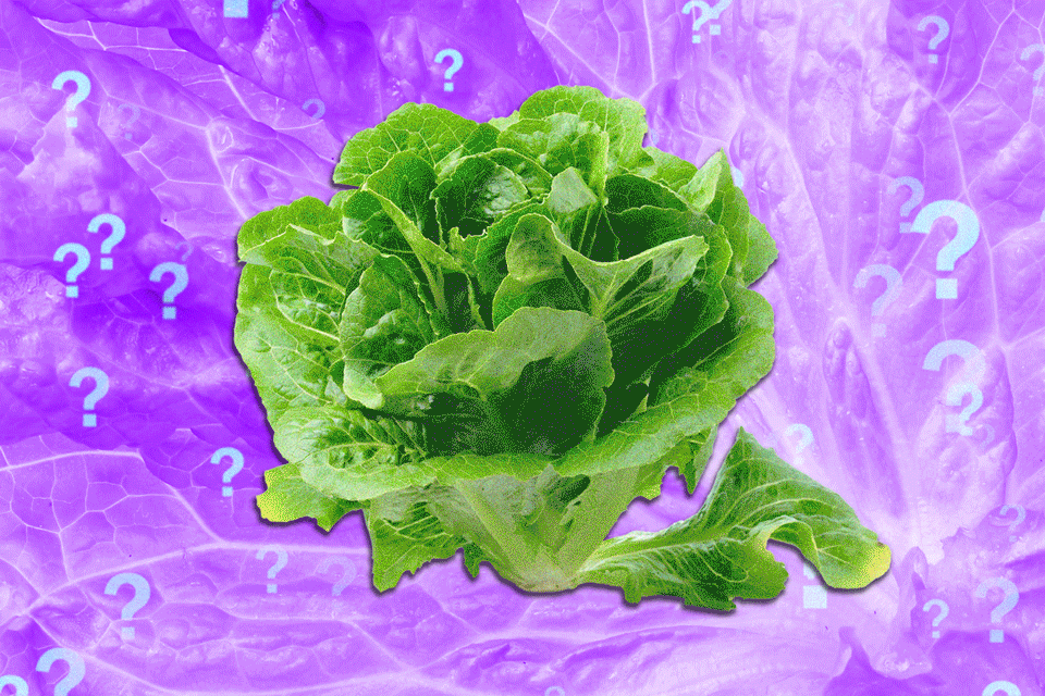 Experts Suggest Lower Risk of Cyclospora in Lettuce Consumption