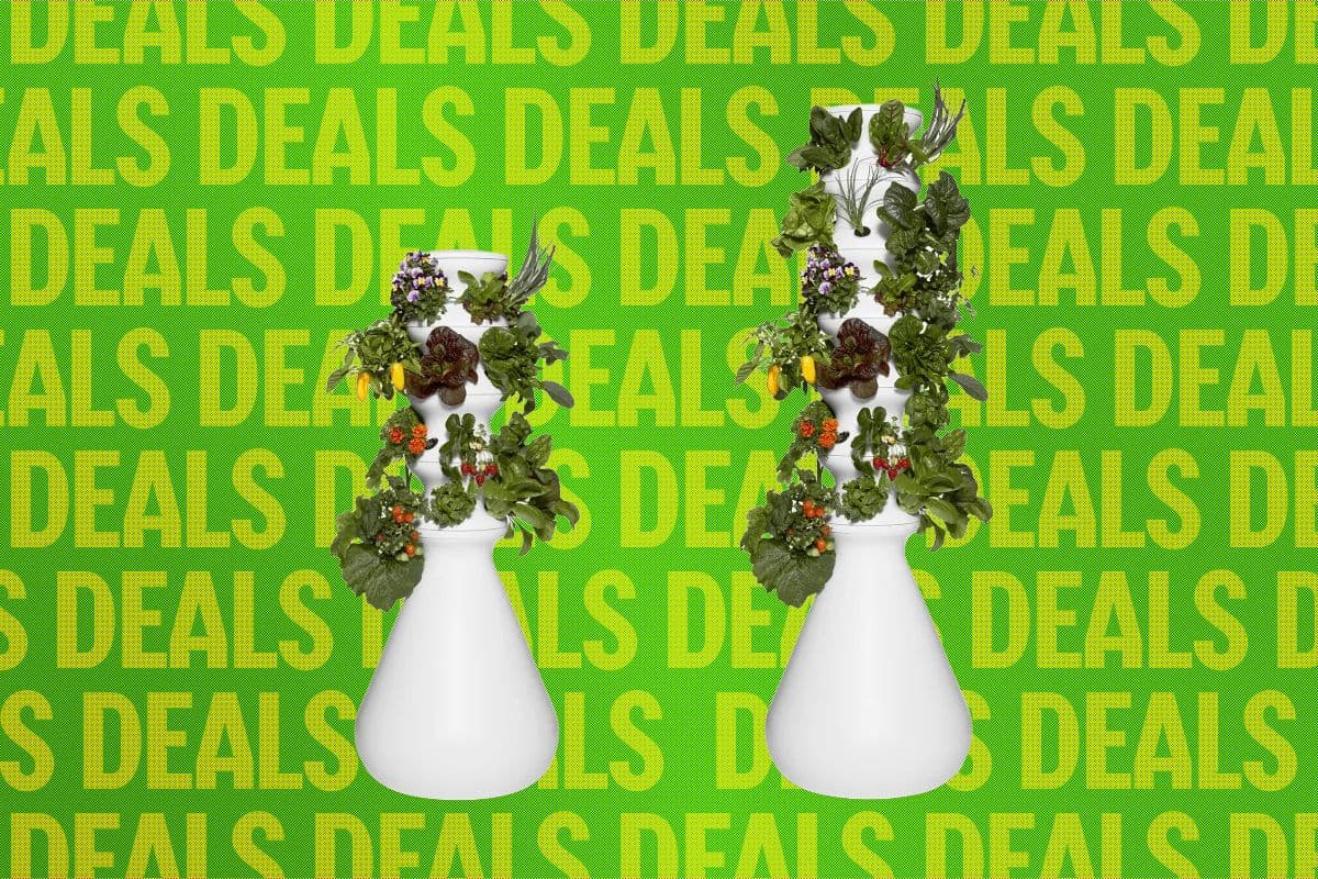 Indoor Garden Offers Safe Way to Grow Lettuce at Home with 20% Discount