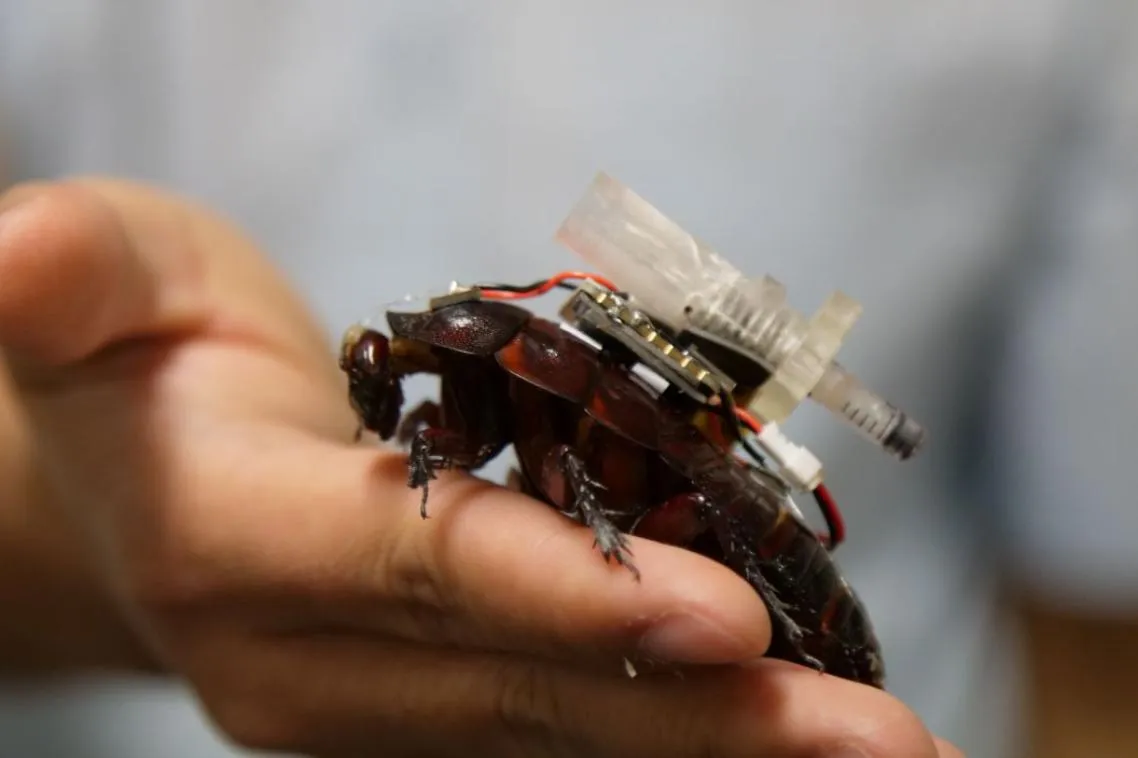 Cyborg Cockroaches Equipped to Deliver Medication via Remote Control