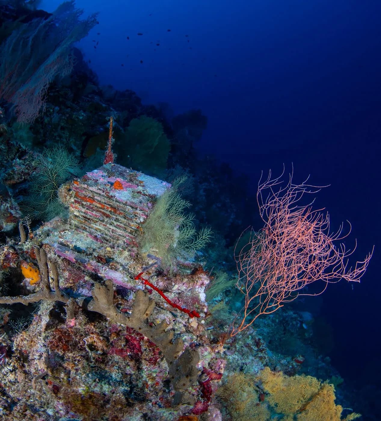 Decade-Long Study Reveals Insights into Ocean's Deep Reefs