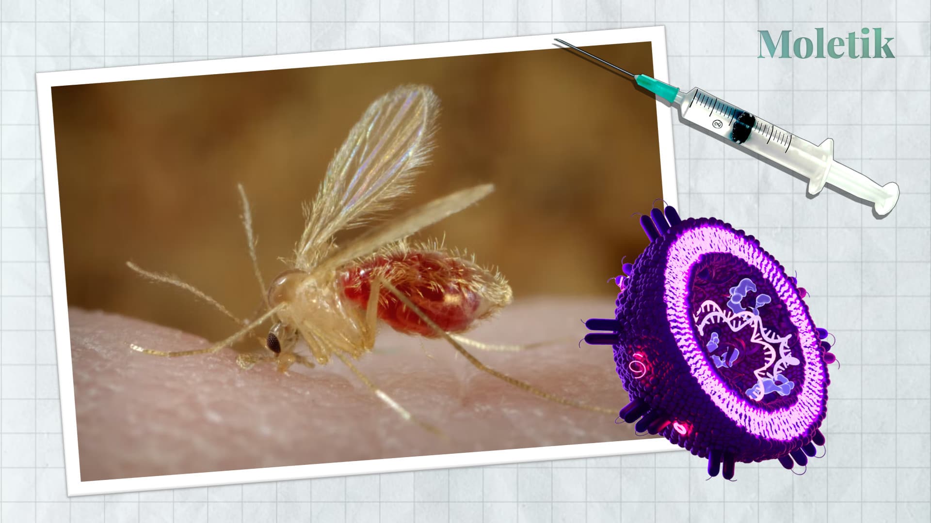 Türk bilim insanları şark çıbanına karşı yeni aşı geliştiriyor