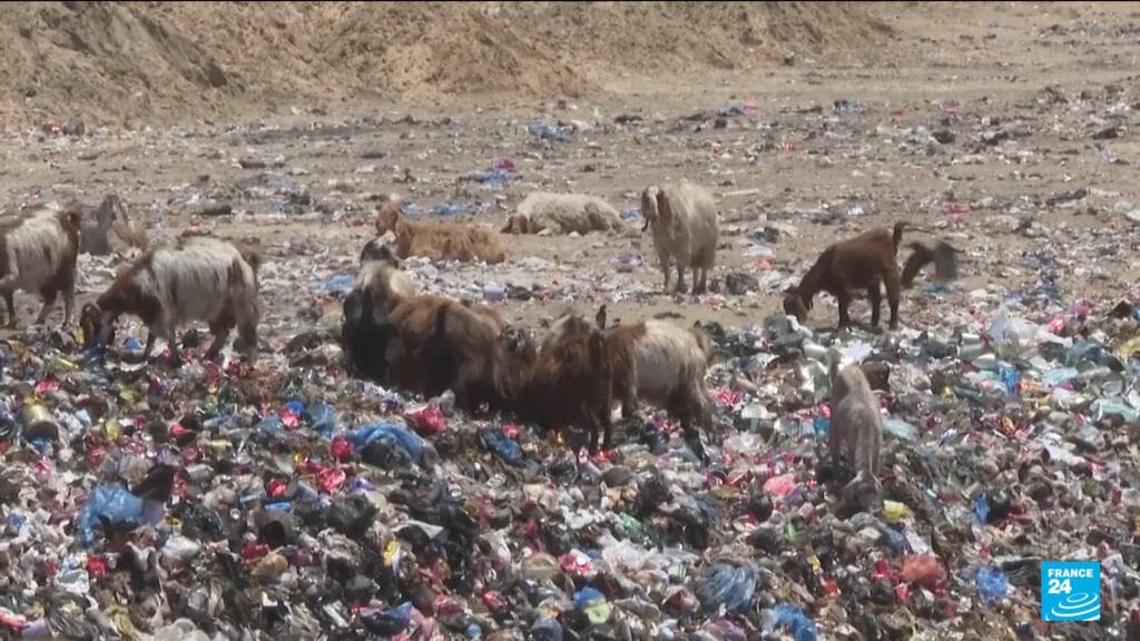 Eid Celebrations in Gaza Affected by War's Impact on Livestock