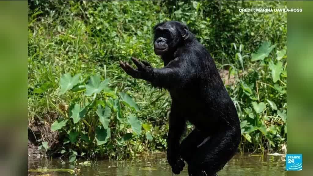 Study Reveals Shared Laughter Between Humans and Great Apes Over 15 Million Years