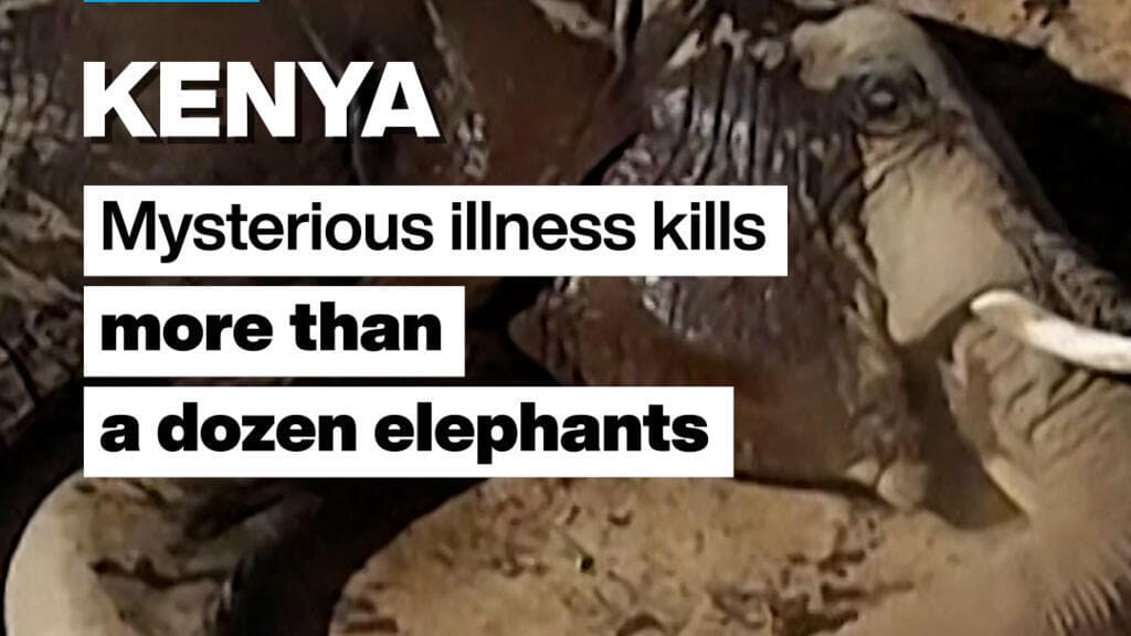 Kenya Reports Mysterious Illness Leading to Deaths of Over a Dozen Elephants