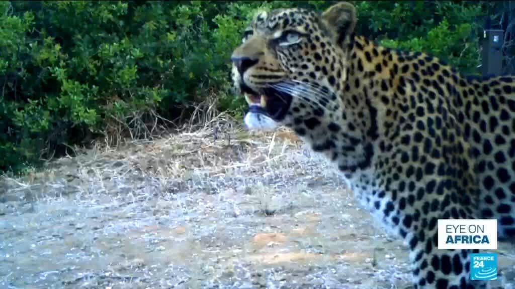 Cape leopard's return sparks hope