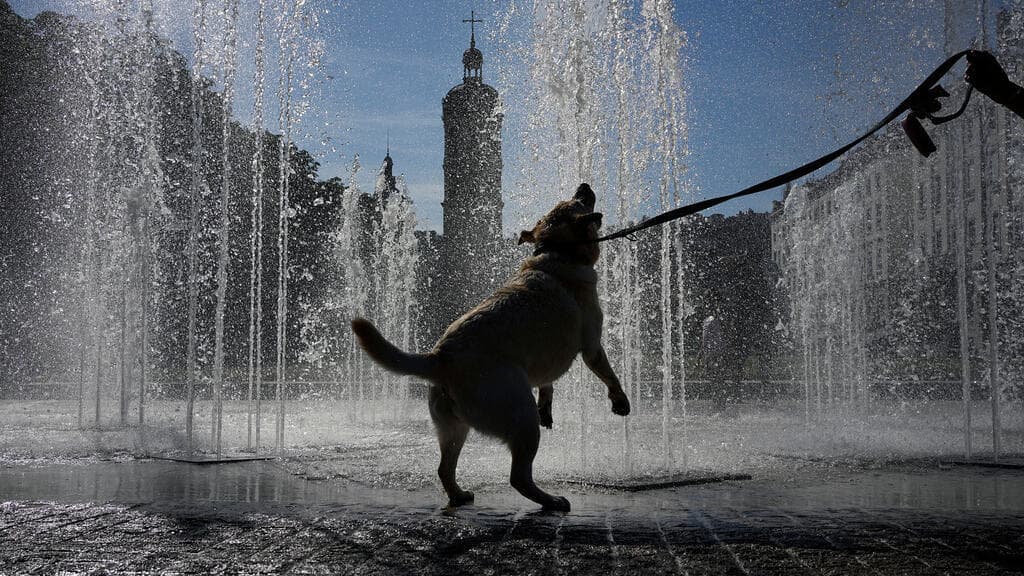 Exploring France's Deep Affection for Pets